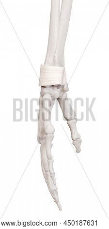 3d rendered medically accurate illustration of the retinaculum ligament