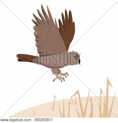 Brown Owl Predatory Bird Flies To The Ground Or Attacks. Nature And Wildlife, Birdwatching And Ornit
