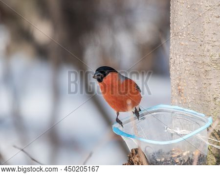 The Bullfinch, Common Bullfinch Or Eurasian Bullfinch, Lat. Pyrrhula Pyrrhula, Sitting On The Bird F