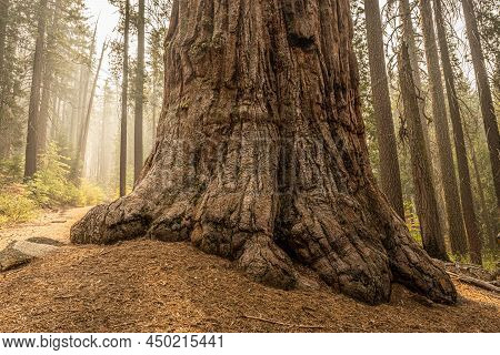 Gnarly Base Of Sequoia Tree In The Mariposa Grove In Yosemite National Park