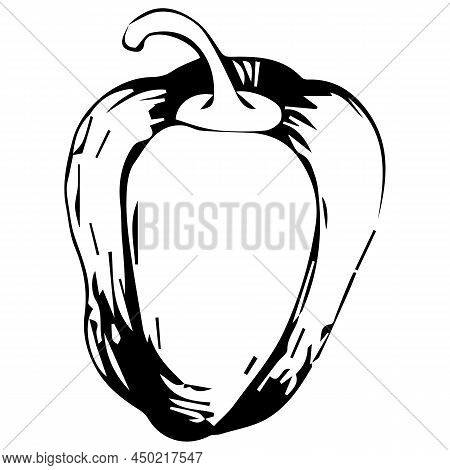 Monochrome Hand Drawn Bell Pepper. Graphics. Vector Stock Illustration And Isolated On White Backgro