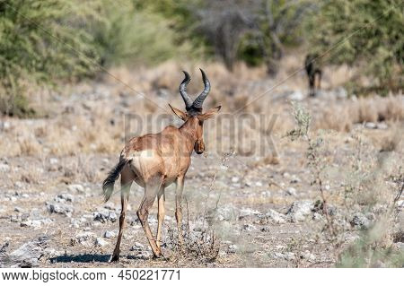 Closeup Of A Red Hartebeest - Alcelaphus Buselaphus Caama- Also Known As The Kongoni, Or Cape Harteb