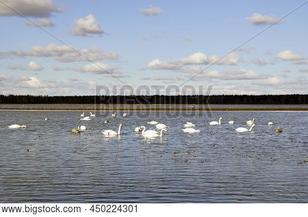 Flooded Meadows In The Belarusian Woodland Where Swans Yawn. Scenery.