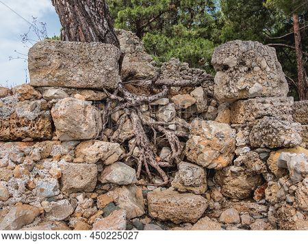 Ruins Of Ancient Phaselis City. Tree Roots Moves Stones Of Old Building. Famous Architectural Landma