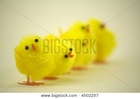 Pulcini Pasqua