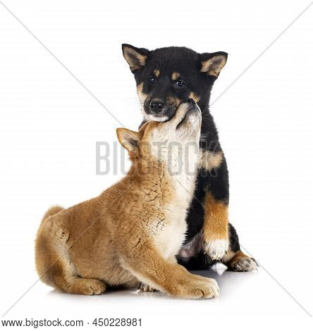 Shiba Inus In Front Of White Background