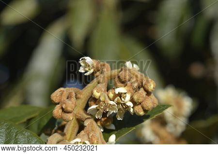 Japanese Medlar White Flowers In The Winter
