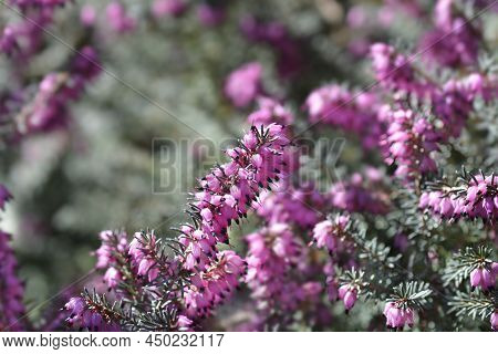 Darley Dale Heath Branches With Leaves And Pink Flowers
