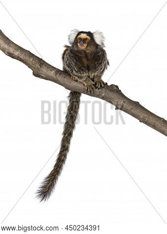 Cute Common Marmoset Monkey Aka Callithrix Jacchus, Sitting Facing Front On Branch. Looking Beside A