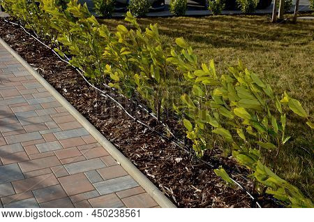 An Evergreen Shrub In Front Of A Light Wood Wire Fence Will Improve The Opacity Of The Street. Drip 