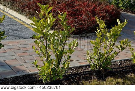An Evergreen Shrub In Front Of A Light Wood Wire Fence Will Improve The Opacity Of The Street. Drip 
