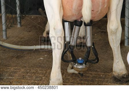 The Cluster Of A Milking Machine On A Dairy Cow Udder.