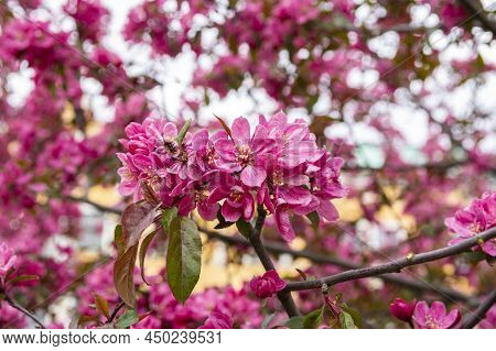 Ornamental Pink Apple Tree Blooming In Spring, Meripuisto Park, Helsinki, Finland