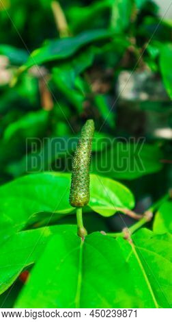 Green Long Pepper On Its Branch With Green Leaves