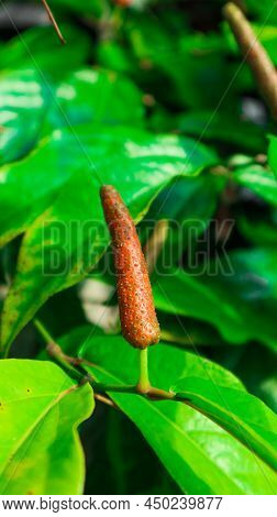 Green Long Pepper On Its Branch With Green Leaves