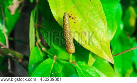 Green Long Pepper On Its Branch With Green Leaves