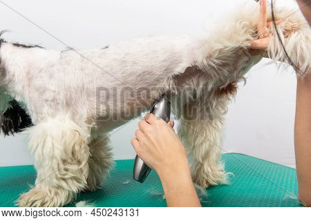 Female Groomer Brushing Shih Tzu At Grooming Salon.