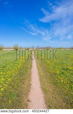 Yellow Flowers At The Walking Path In Nature Reserve Reiderwolde, Netherlands