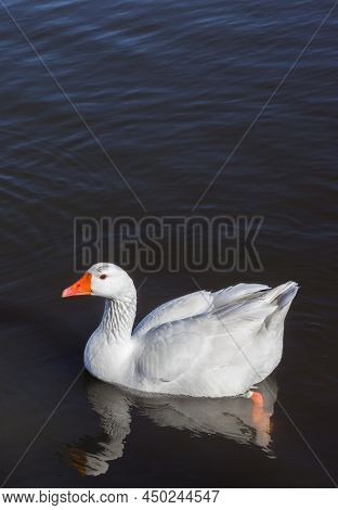 White Goose Swimming In The Water Of The Oldambtmeer Lake, Netherlands