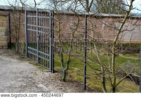 Apple Trees Grown In Flat Vertical Palmettes. Branching At Sharp Angles. Flowerbed Strip With Fruit 