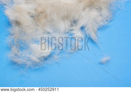 Grooming Animals. Dog Hair On A Blue Background