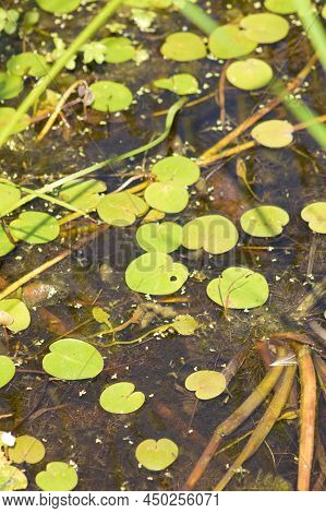 European Frog's Bit On Water Close-up View With Selective Focus On Foreground