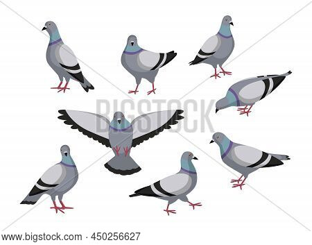 Pigeon In Different Poses Cartoon Illustration Set. Flock Of Cute Colorful Doves Flying, Eating, Sit