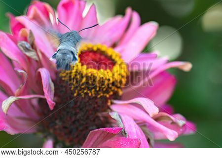Hawk Moth, Nectary - An Insect Resembling A Hummingbird Bird Flies Up To A Zinnia Flower To Collect 