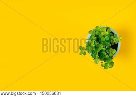 Peperomia Rotundifolia Foliage. Peperomia In Pot On Yellow Color Background. Small Green Plant. Bota
