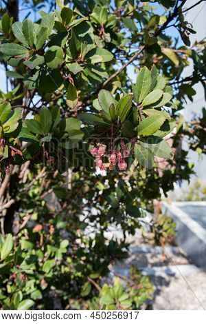 Close Up Of An Arbutus, A Small Tree With Red Flaking Bark. Flowers Appear While The Previous Year's