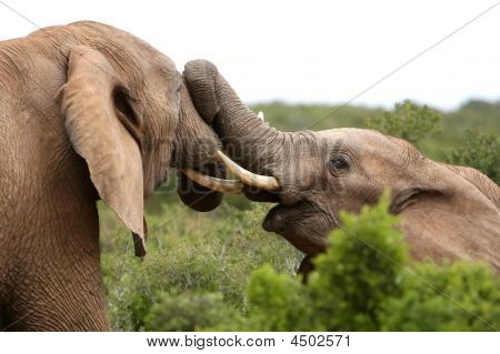 Elefant Kampf