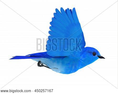 Bluebird Of Happiness 3d Illustration - The Bluebird Of Happiness Is A Symbol Of Joy And Looking For