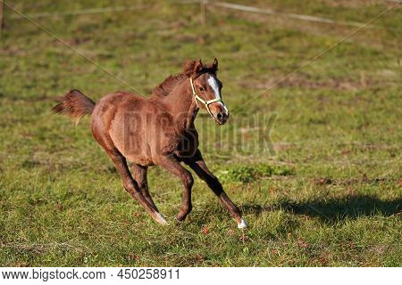 Brown Arabian Horse Foal Running Over Green Field