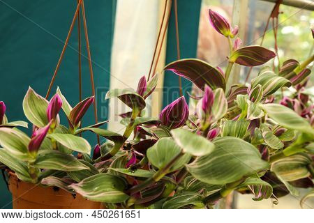 Colorful Tradescantia Nanouk Plants In The Garden
