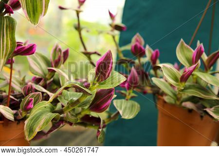 Colorful Tradescantia Nanouk Plants In The Garden