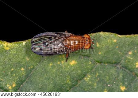 Adult Acalyptrate Fly Of The Zoosubsection Acalyptratae