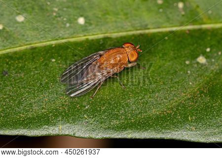 Adult Acalyptrate Fly Of The Zoosubsection Acalyptratae