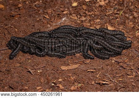 Black Pergid Sawflies Larvaes Of The Genus Perreyia