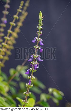 Woolly Plectranthus Plant Of The Species Coleus Barbatus