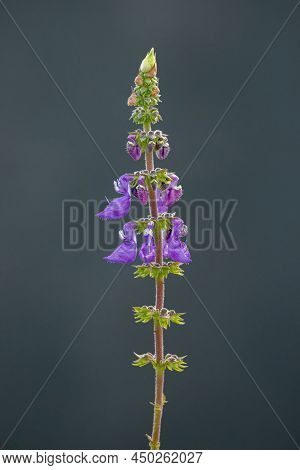 Woolly Plectranthus Plant Of The Species Coleus Barbatus
