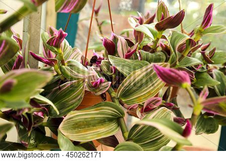 Colorful Tradescantia Nanouk Plants In The Garden