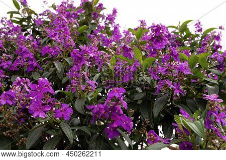 Glory Bush Tree