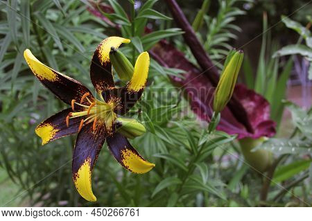 Black And Yellow Lily With Blooming Dragon Arum In Background Shallow Dof