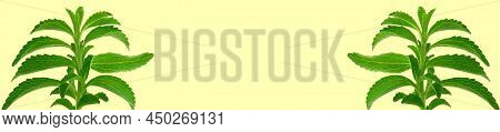 Stevia Rebaudiana.stevia Banner. Green Stevia Twig Isolated On Yellow Background .organic Low Calori