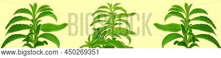 Stevia Banner. Green Stevia Twig On Yellow Background