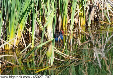 Pukeko Hiding In Bulrushes In Wetland Pond, Matua Tauranga.