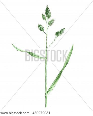 Watercolor Drawing Plant Of Cat Grass, Dactylis Glomerata Isolated At White Background , Hand Drawn 