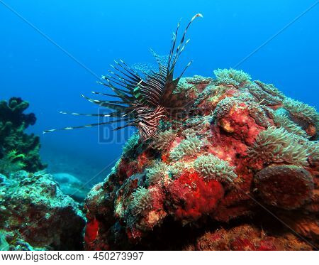 Luna Lionfish Also Known As Pterois Lunulata Boracay Island Philippines