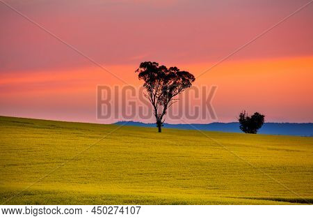 Red Sunset Sky Over Canola Fields In Cowra Nsw Australia