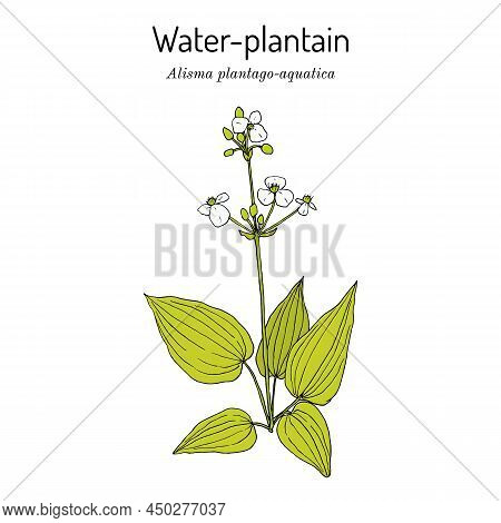 European Water-plantain, Or Mad-dog Weed Alisma Plantago-aquatica , Medicinal Plant. Hand Drawn Bota